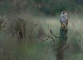 January - A bird of prey perched on a fence post
