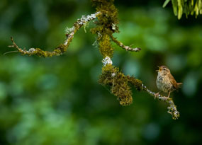 January - A Singing Wren on a branch