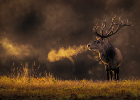 January - A large, fully grown red deer stag with large antlers and brown fur stands in low grass, basked in warm golden, morning light. Its breath is visible in the cold Winter air. 
