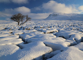January - A single, leafless tree set within a snowy, cracked field in the foreground. There is a mountain in the background, that is partially covered with white fluffy clouds, which are broken to show blue skies.