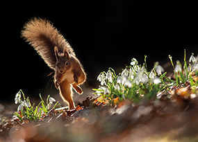 February - A red squirrel running on its hind legs through snowdrops