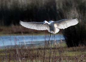 February - White egret with wings spread coming into land