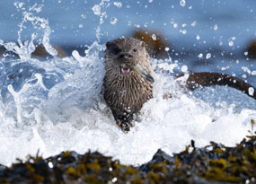 February - An Otter hunting for food in water