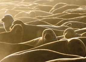 February - A large group of grey seals lie packed in together on a sandy sunlit beach at dawn.