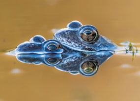 February - A close-up of two common frogs sitting one on top of the other in still water. Both have large, round hazel eyes. The lower frog has its head partly submerged, while the upper frog's head is fully above the surface. Reflections of the sky and water blend together in warm orange tones.