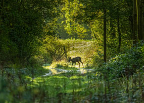 March - A Fawn exploring a scenic woodland
