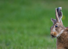 March - A single brown hare is perched with its chest visible in the corner of the frame. Its ears are pricked, looking out towards a bright green grassy background that is slightly out of focus.