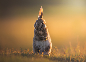 April - A rabbit cleaning its ears in the sunshine