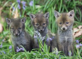 April - Three fox cubs surrounded by bluebells