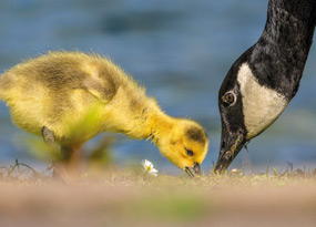 April - A close-up of two Canada geese near water. On the right is one adult with a black head and white face patch, and on the left is a fluffy yellow gosling. Both are pecking at the grass, with the background softly blurred.