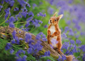 April - A vibrant bank of purple bluebells surrounds a lone red squirrel standing on a brown log. The red squirrel's front paws are held together as it looks up the sloping bank to the left, its ears pointing upwards.