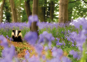 May - A badger is seen in a field of bluebells