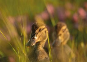 May - Duckling in long grass and flowers followed by another duckling