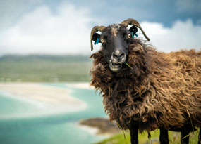 May - A Sheep looking bewildered by the coast