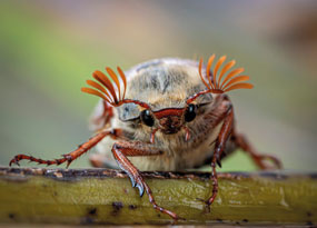 May - A macro-shot lone cockchafer sits on a plant stem. The antenna of the insect are raised and fanned, giving a jovial appearance, as the orange of the antenna stands out form the sandy-brown coloured body, and its legs splay along the stem.