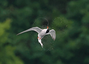 June - A bird in flight spraying water around itself