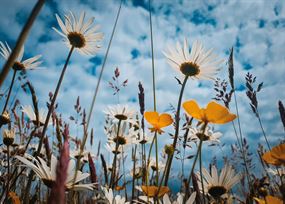 June - Meadow flowers with blue and cloudy sky