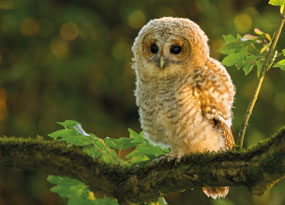June - A lone juvenile tawny owl sits on a leafy branch. The owl is lightly backlit and looking out to the left of frame. There is a new branch shoot behind the owl to the right.
