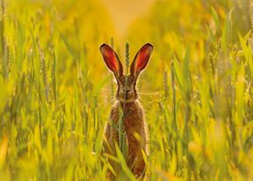 July - Hare stands tall in a golden field of wheat with a long stalk of wheat in front of its face