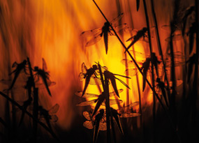 July - A small cluster of silhouetted Four-spotted chaser dragonflies, perch on long thin reeds against an out-of-focus orange and yellow sunrise. The dragonflies' wings shine in the morning dew.