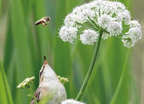 July - A sedge warbler sitting amongst green reeds reaches up to try to catch an insect as it flies by.