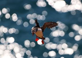 August - Puffin comes into land with sunlight reflecting on sea behind it