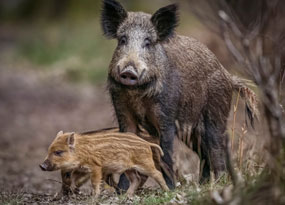 August - A mother boar and her piglets