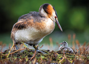 August - Two great crested grebes, an adult with bold orange and black head feathers, a striking red eye and a long black bill, stands on a nest of twigs and plants looks down at its small chick with black and white stripes. The background is soft green foliage and still water.