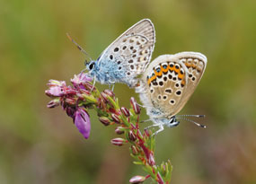 August - A close-up shot of a pair of silver-studded blue butterflies mating while perched on the tip of a purple flower.