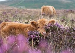 September - Highland cow calf peeks through purple heather