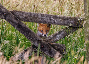 September - A Fox looking piercingly through a broken fence