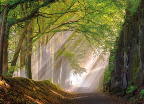 September - Sunlight filters through a leafy green woodland canopy, with a path running through the trees and ferns growing from a rock face on the right of frame.