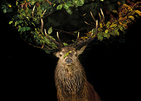 October - A stag looks into the camera, its horns tangled in leaves and branches