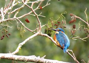 October - Kingfisher sits alone on small branch
