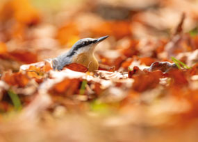 October - A Eurasian Nuthatch looks up as it sits among golden fallen leaves on the woodland floor.
