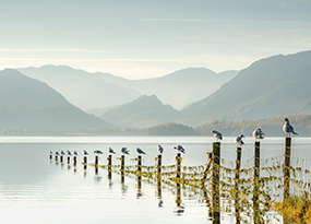 November - Bird's perch on posts going out into a lake with mountains in the background