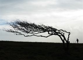 November - Silhouette of a tree wind swept to the left with figure running by