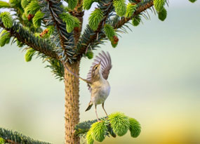 November - A Willow Warbler stretching its wings