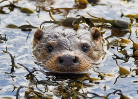 November - An otter's head peeks out from the water, surrounded by floating green and brown seaweed known as Egg Wrack. Half of its head including its eyes, ears and nose are clearly visible, its whiskers are just above the water.