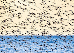 November - A large flock of knots is silhouetted against a light sky and blue sea.