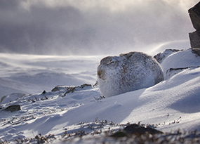 December - A white hare is camouflaged against a backdrop of snow