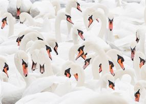 December - A group of swans fill the picture