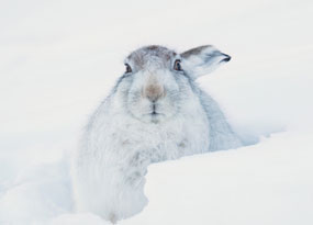 December - A white mountain hare lies camouflaged against thick snow. Its left ear is folded down out of sight, while its right ear extends to the side as its brown eyes stare directly into the camera.